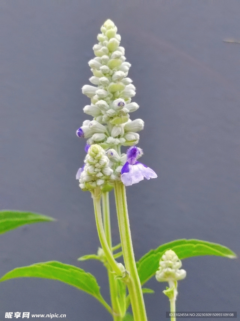 绿植蓝花鼠尾草花朵摄影