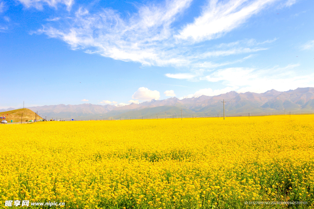 唯美油菜花海摄影图