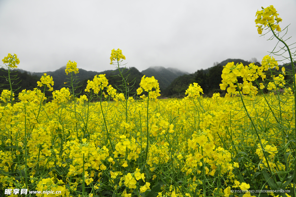 油菜花摄影图