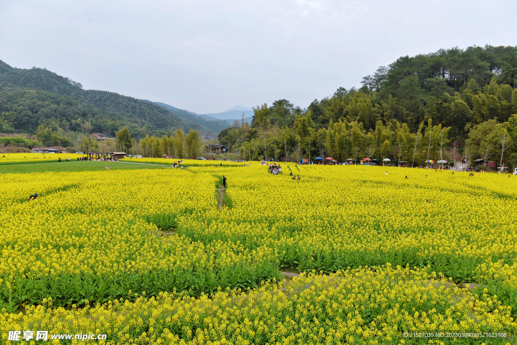 美丽的油菜花海