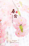 粉色樱花春分启动页