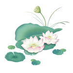 手绘荷花