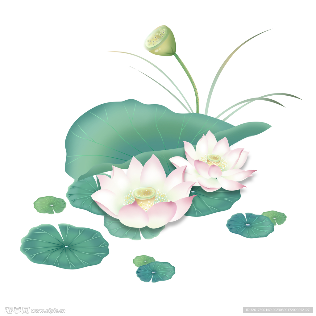手绘荷花