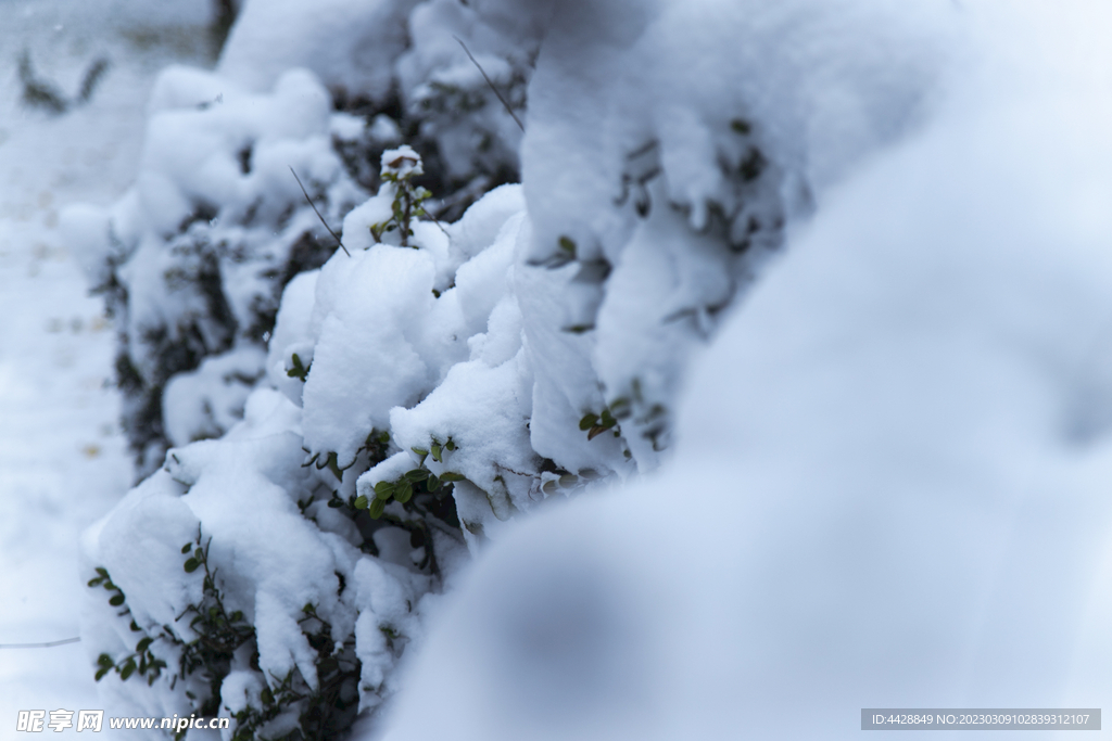 白雪