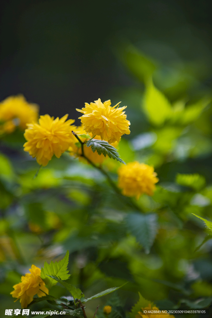 花卉