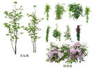 草丛 灌木 花 地被图片