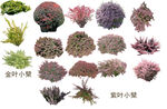 草丛 灌木 花 地被图片