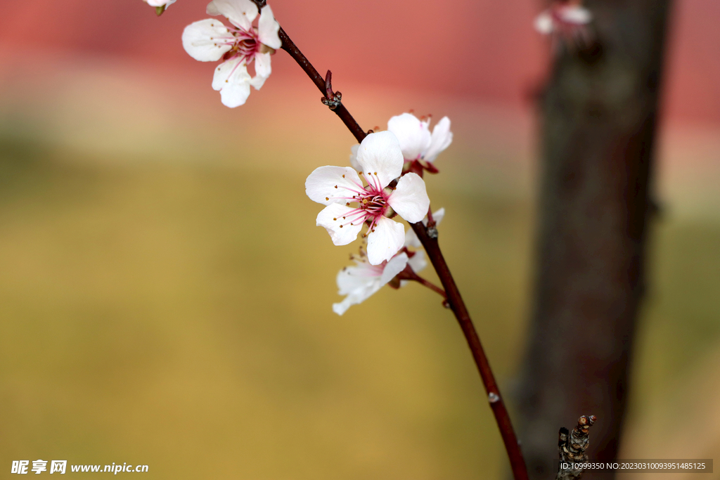 梅花