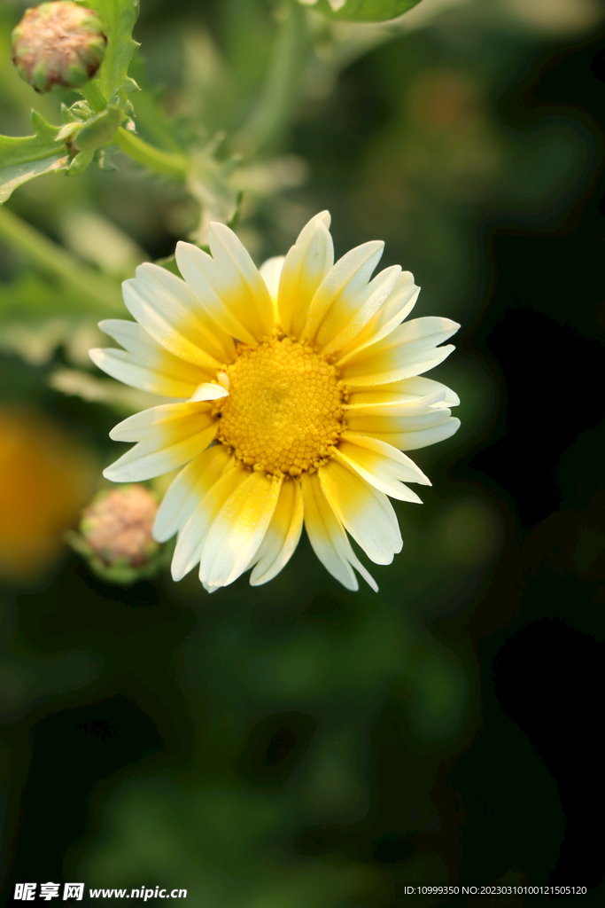 茼蒿花