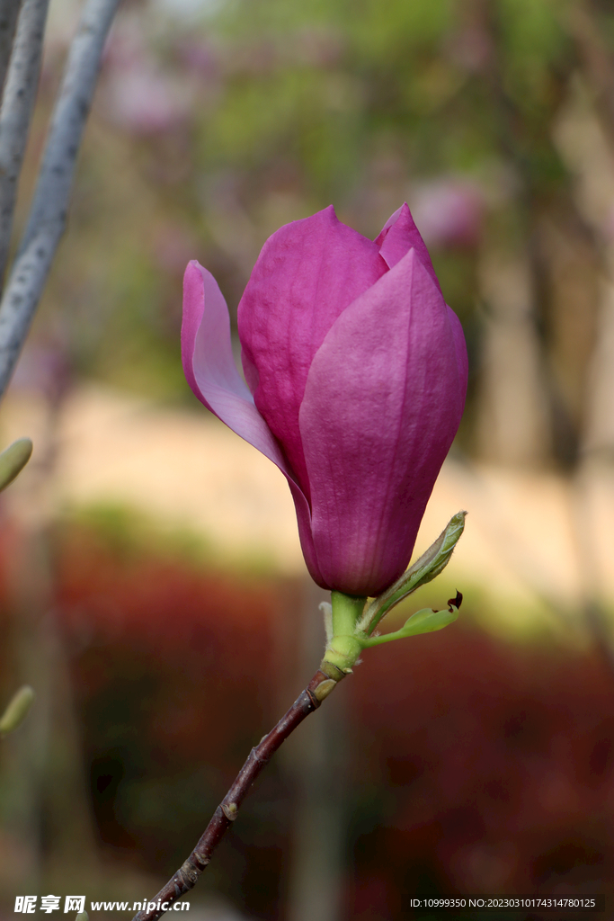 玉兰花 