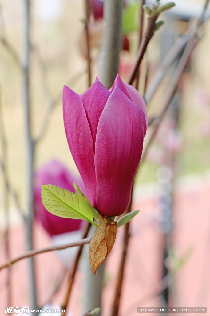 玉兰花