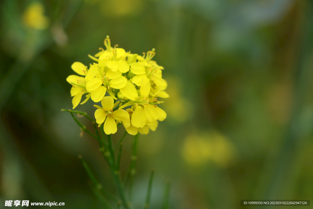 黄菜花