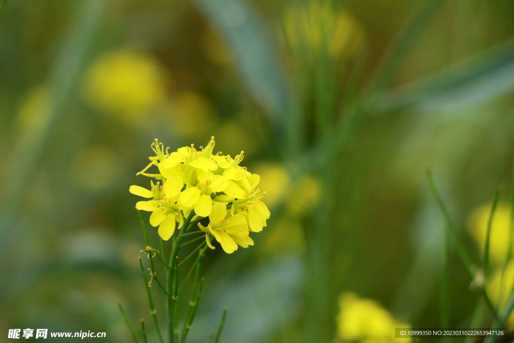 黄菜花