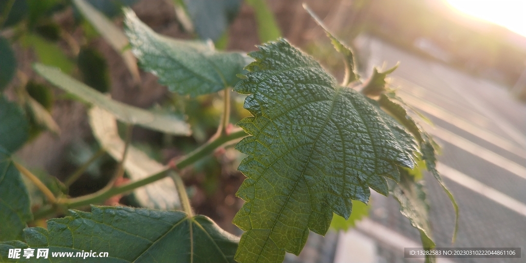 黄昏中的植物