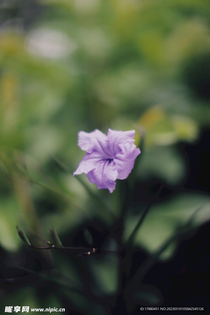 蓝花草
