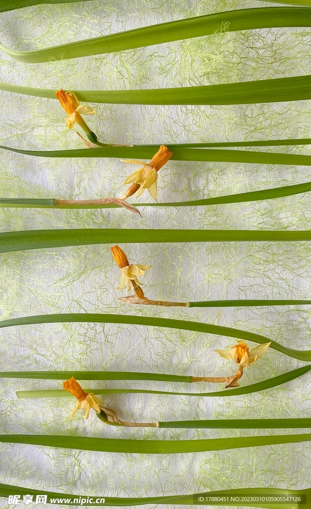 花枝