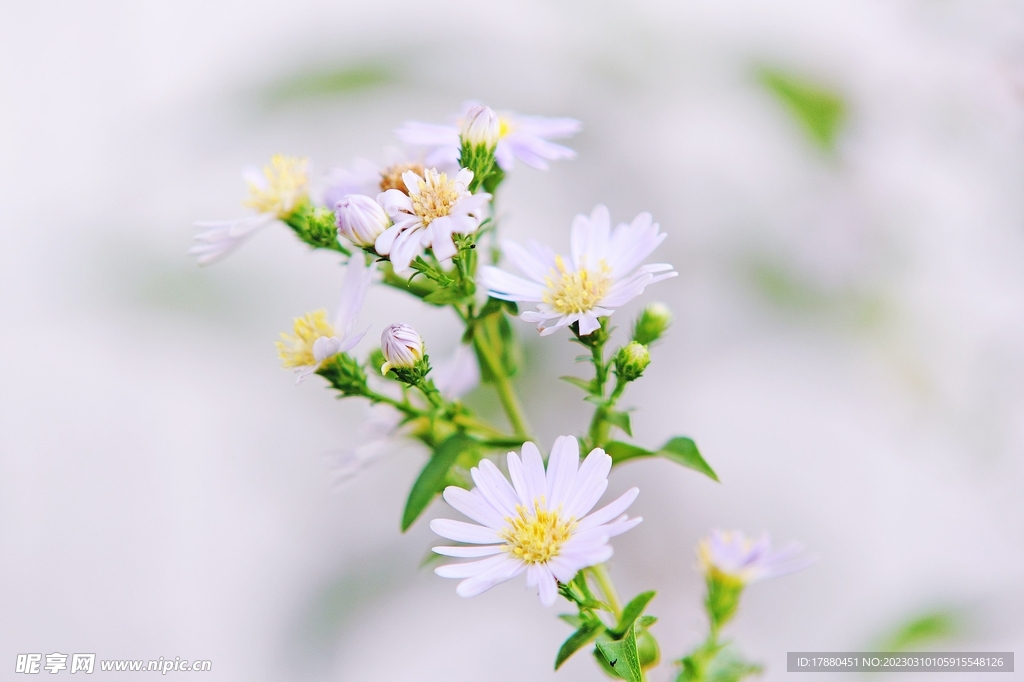 翠菊