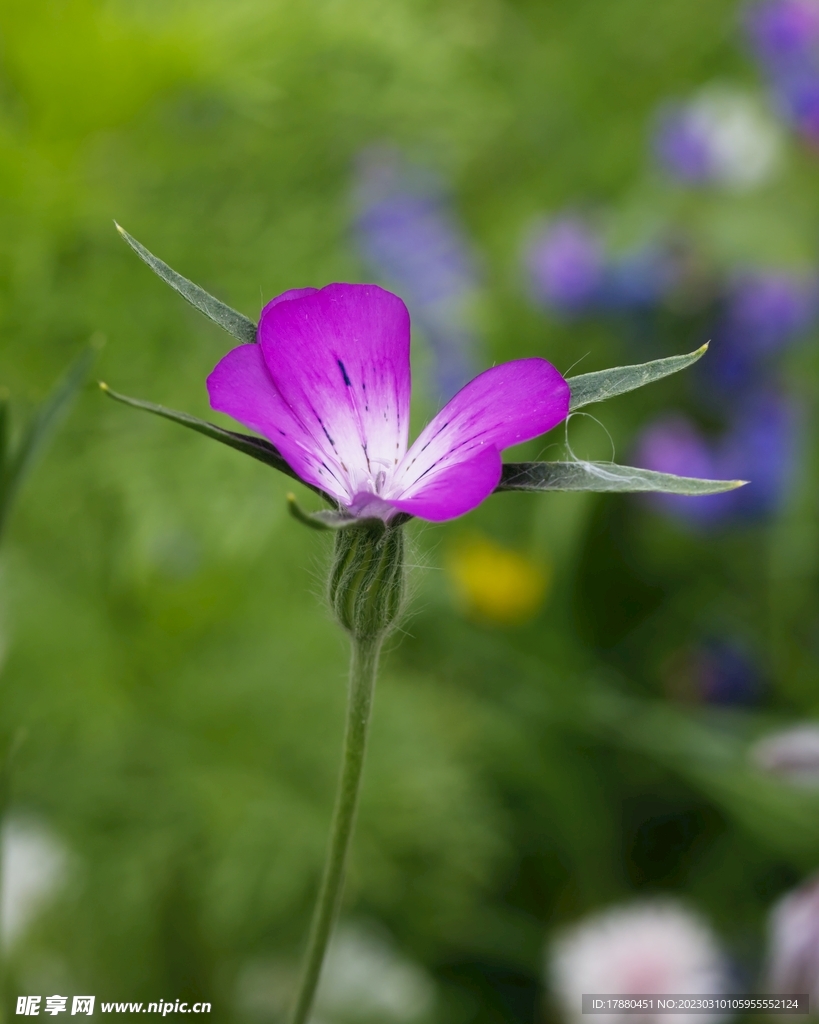 粉蝶花