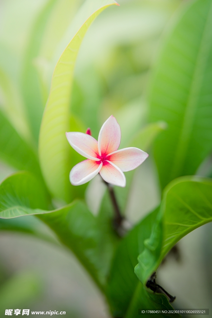 红花蕊木