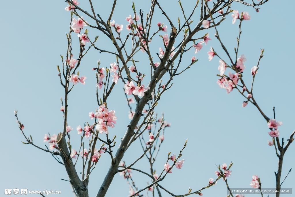 桃花