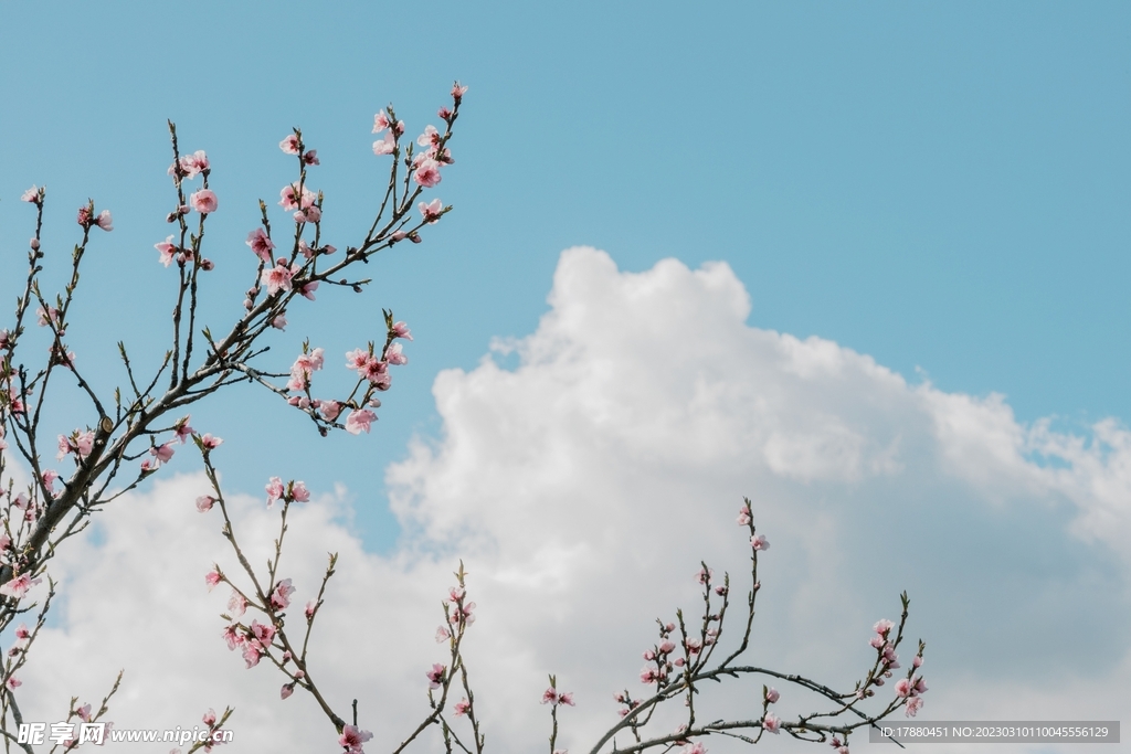 桃花