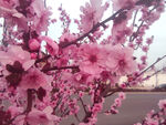 梅花桃花樱花