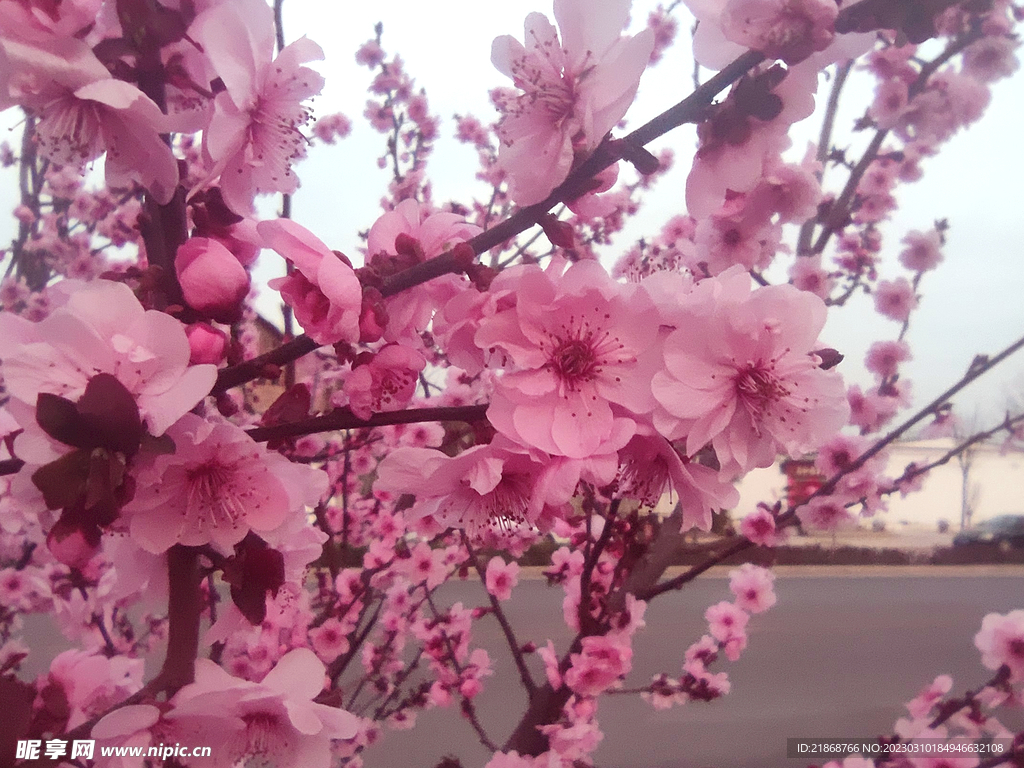 梅花桃花樱花