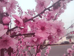 梅花桃花樱花