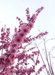 梅花桃花樱花