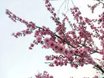 梅花桃花樱花