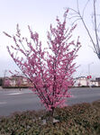 梅花桃花樱花