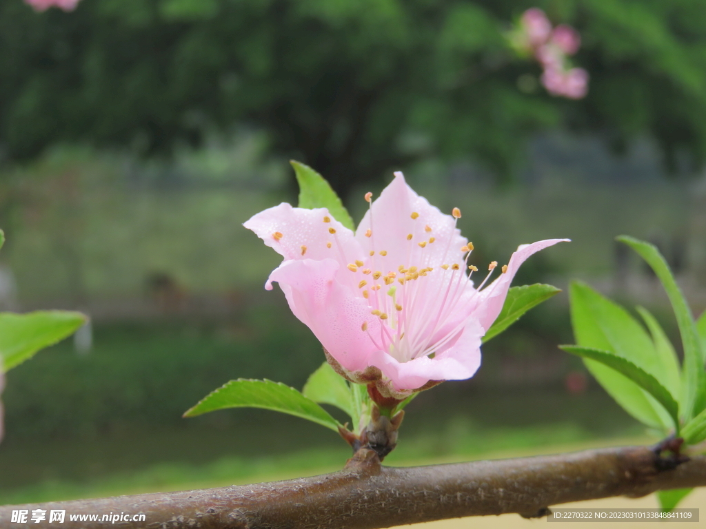 桃花