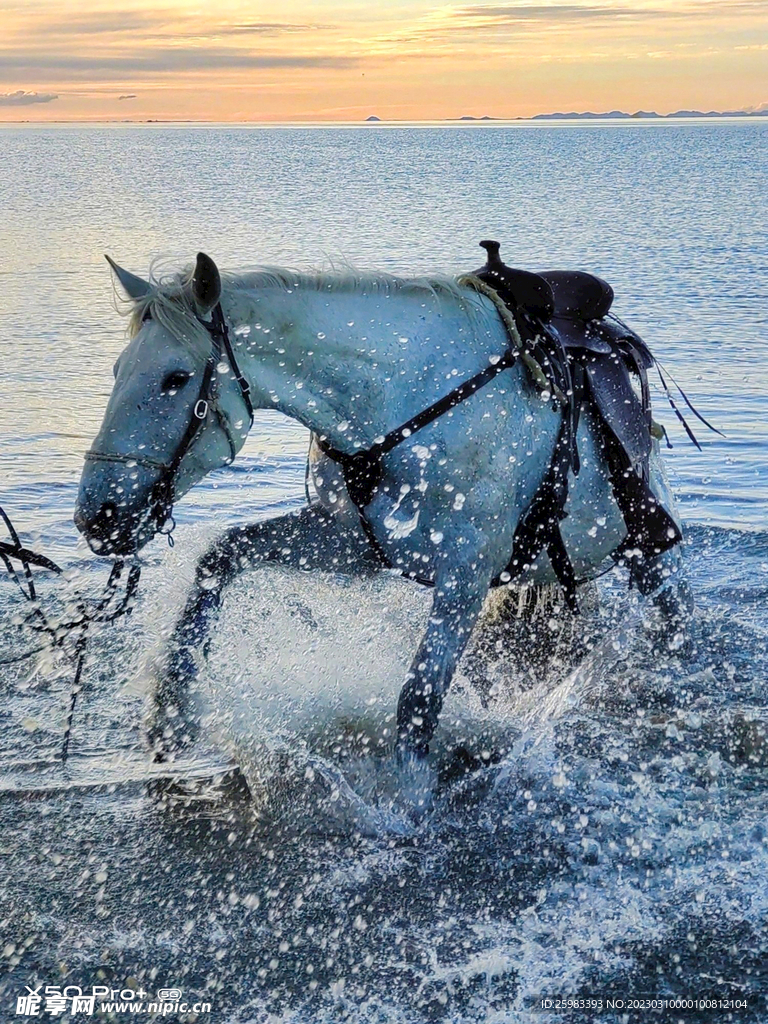 浴马