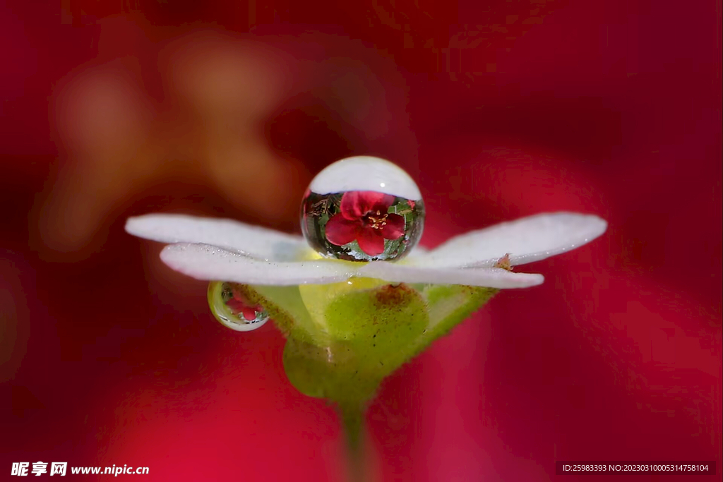 花上露水