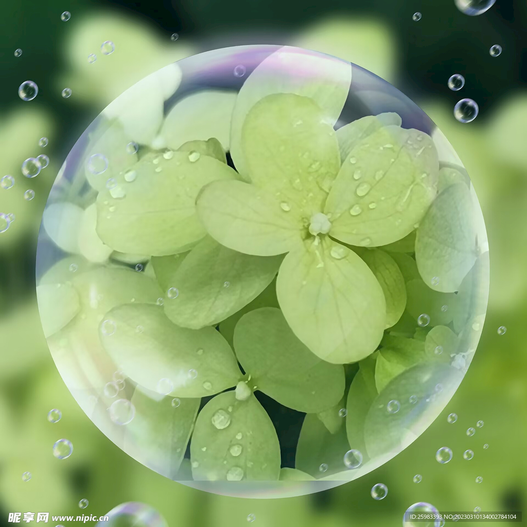 绿叶水珠