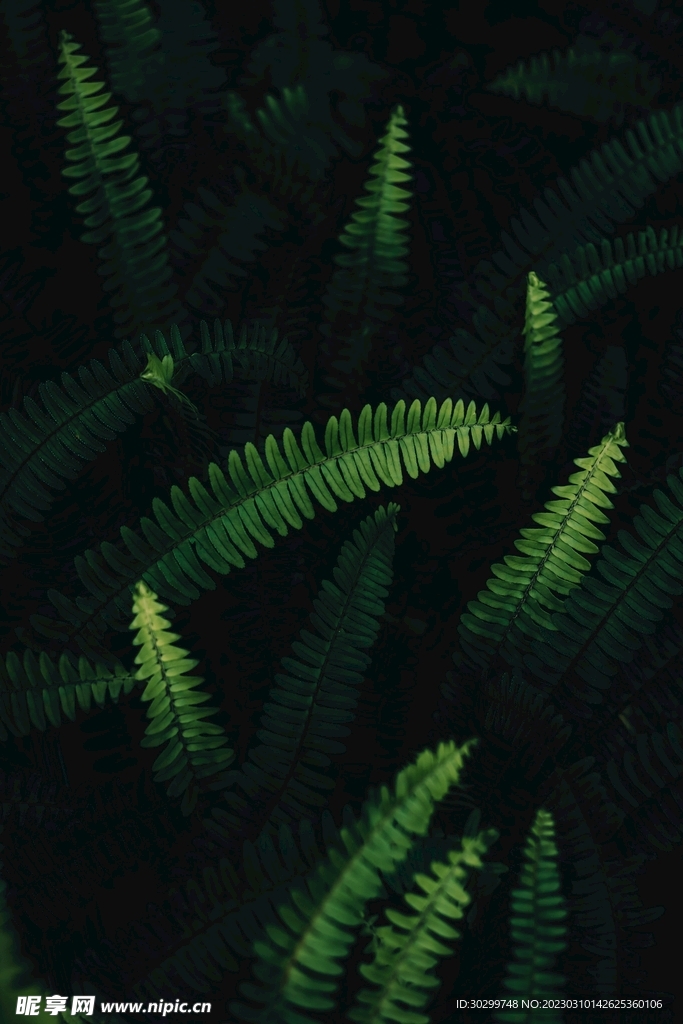 高清黑色背景绿色蕨类植物叶子