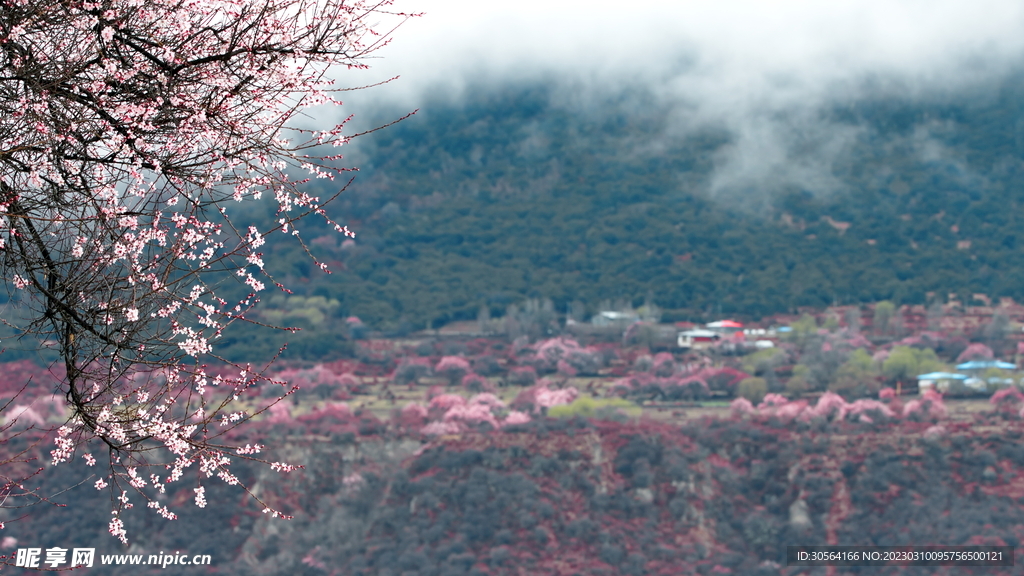 桃花林