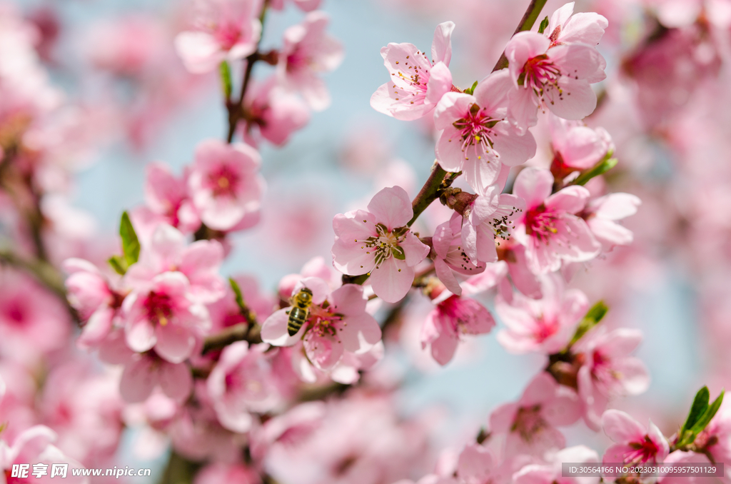 桃花