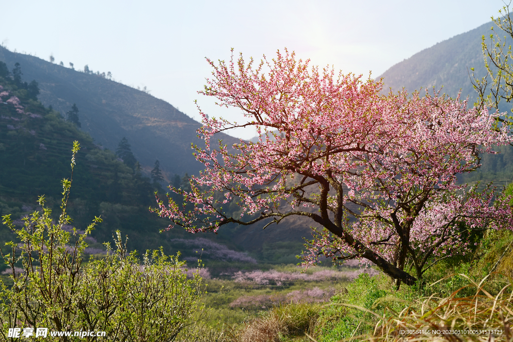桃花林