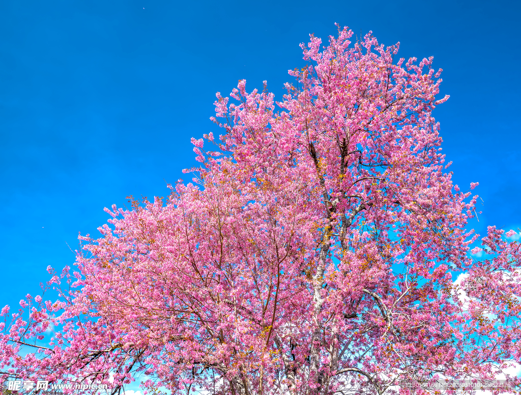 桃花