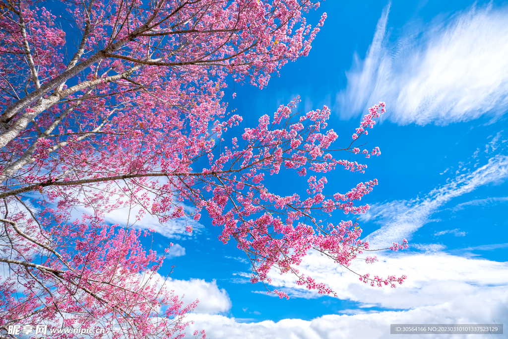 桃花林