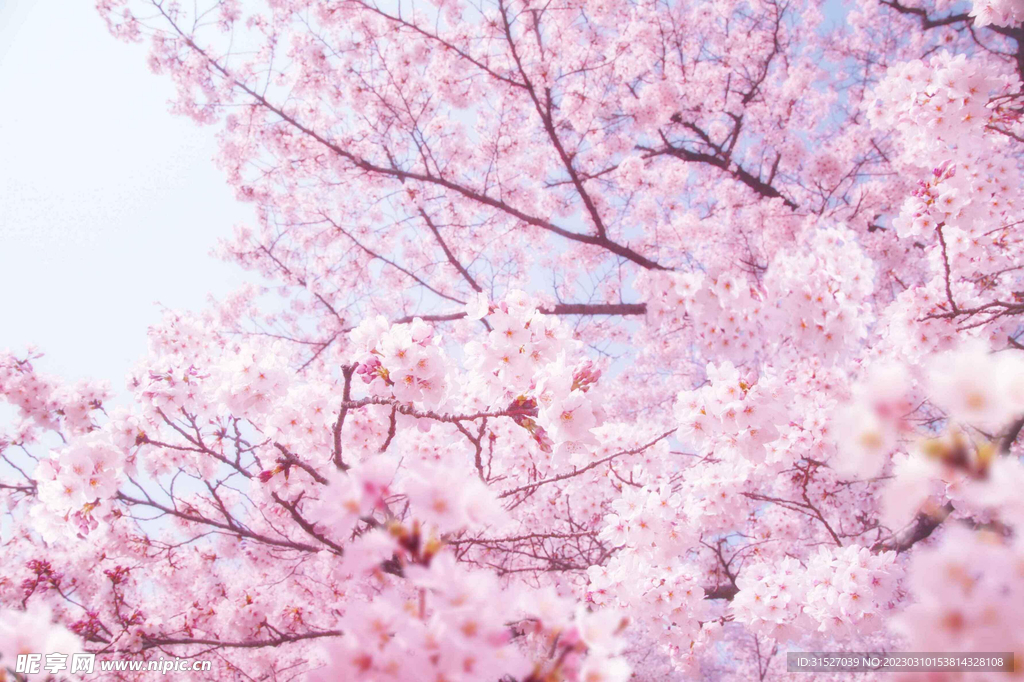 浪漫樱花