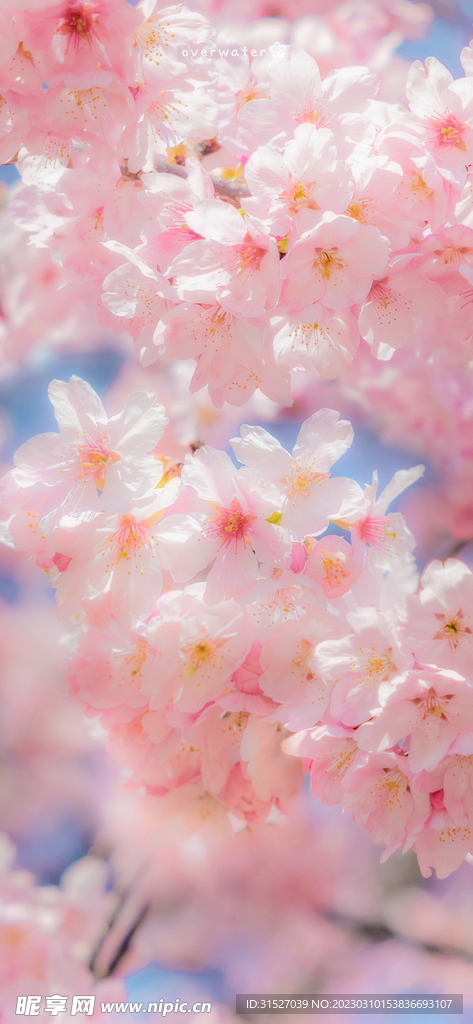 浪漫粉色樱花