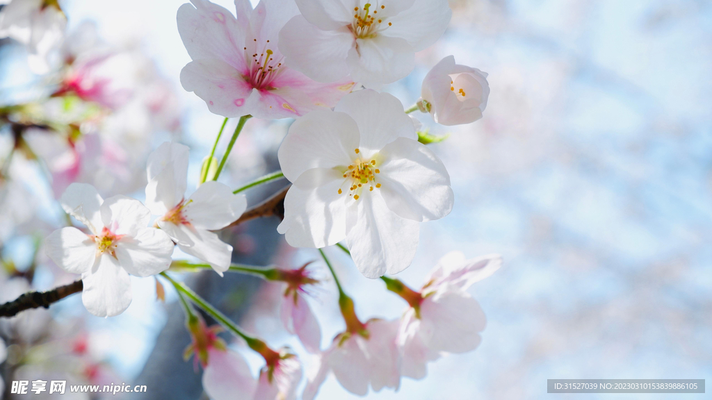 樱花特写图