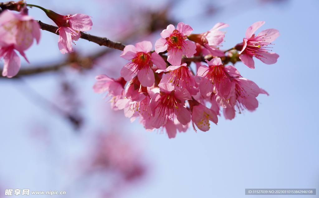 枝头樱花特写
