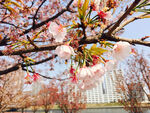 樱花特写