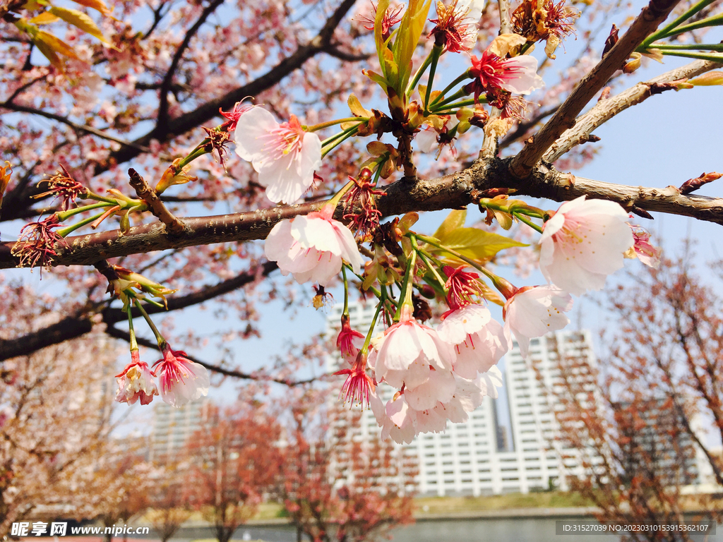 樱花特写
