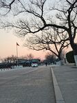 树枝