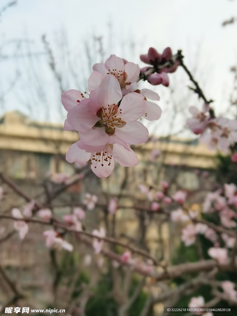 桃花 
