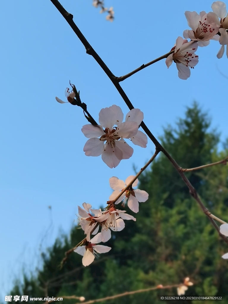 桃花 